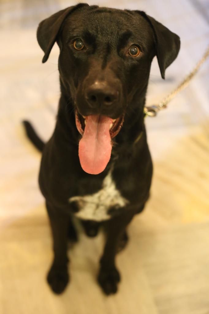 A rescued dog waiting for a home